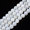 Natural Freshwater Shell Beads Strands X-BSHE-T009B-01A-1