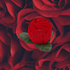 Flocking Plastic Rose Finger Ring Boxes CON-DR0001-01-5