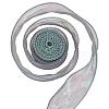 Polyester Iridescent Ribbon OCOR-WH20002-08A-7