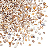 Mini Natural Shell Beads BSHE-PH0001-57A-1