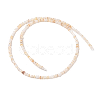 Natural Freshwater Shell Beads Strands SHEL-P017-01A-10-1