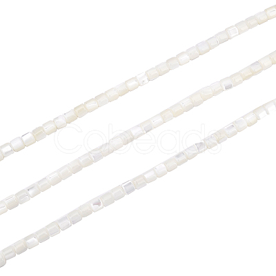 SUPERFINDINGS 3 Strands Natural Trochid Shell/Trochus Shell Beads Strands SSHEL-FH0001-12-1