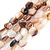 Natural Freshwater Shell Beads Strands SHEL-Q030-01-1