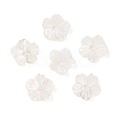 Natural White Shell Beads SSHEL-C012-23A-1