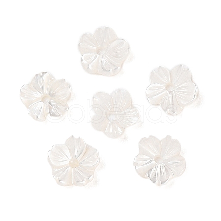 Natural White Shell Beads SSHEL-C012-23A-1
