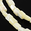 Column Natural Trochid Shell/Trochus Shell Beads Strands BSHE-Q025-01-1