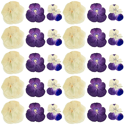 120pcs 3 Style Dried Pansy Flower DIY-HY0001-62-1