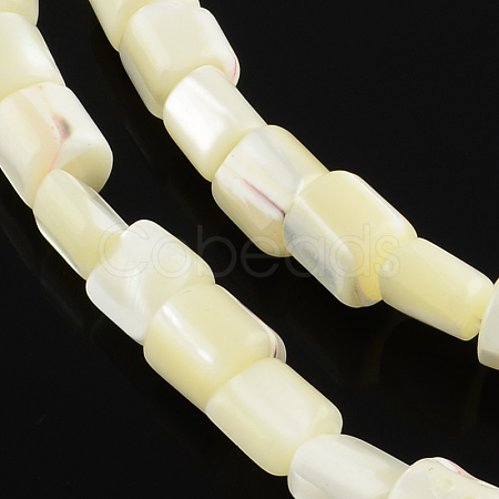 Column Natural Trochid Shell/Trochus Shell Beads Strands BSHE-Q025-01-1