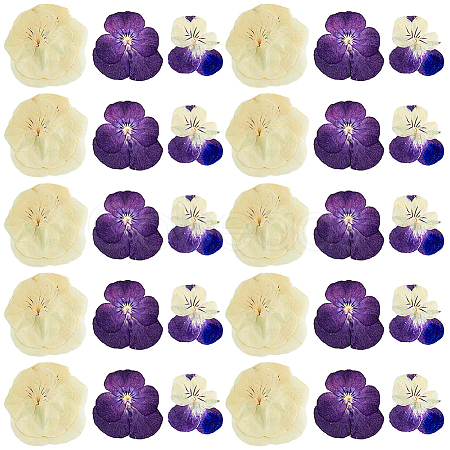 120pcs 3 Style Dried Pansy Flower DIY-HY0001-62-1