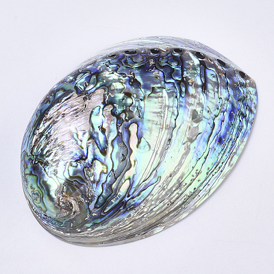Natural Abalone Shell/Paua Shell Display Decoration SSHEL-N0334-01-1