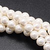 Shell Pearl Beads Strands X-BSHE-E008-14mm-12-1