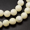 Natural Sea Shell Beads Strands SSHEL-K013-10mm-A-3
