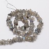 Natural Labradorite Chip Bead Strands X-G-M298-06-2