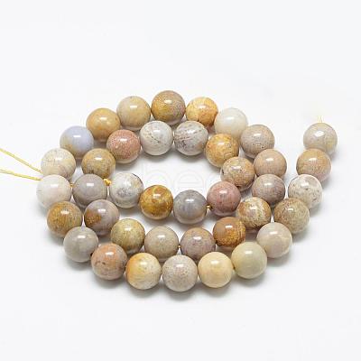 Natural Fossil Coral Beads Strands G-R446-6mm-28-1