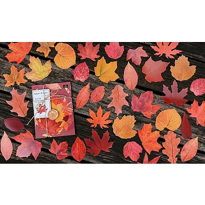 50Pcs Maple Leaf Theme Paper Stickers STIC-P017-C01-1