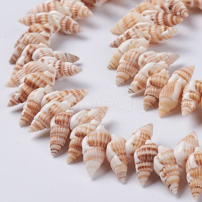 Natural Spiral Shell Beads Strands X-BSHE-I016-08-1