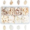 Natural Conch Shell Beads SSHEL-FH0001-05-1