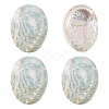 4Pcs Natural Shell Display Decorations DJEW-ME0001-23-1