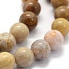 Natural Fossil Coral Beads Strands X-G-G763-12-6mm-6