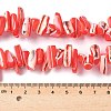 Dyed Natural Trochus Shell Beads Strands SSHEL-C013-09D-4