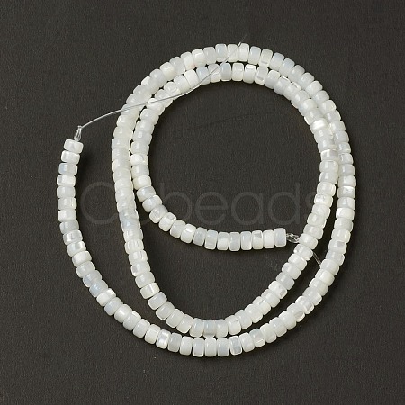 Natural Trochid Shell/Trochus Shell Beads BSHE-B005-12-1